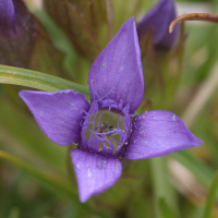 gentianella_campestris2bmd