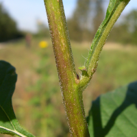 helianthus_tuberosus3md