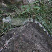 Iguana iguana (Iguane vert)