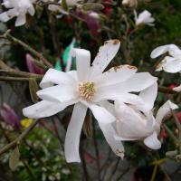 magnolia_stellata2md
