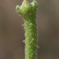 matthiola_sinuata5md