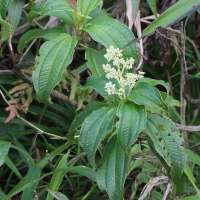 Miconia coriacea (Miconie)