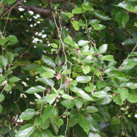 Morus nigra (Mûrier noir)