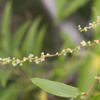 muehlenbeckia_sagittifolia3md