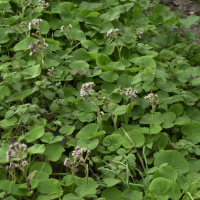 Petasites pyrenaicus (Héliotrope d'hiver, Pétasite des Pyrénées, Pétasite odorant)