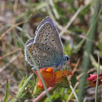 polyommatus_escheri2bd