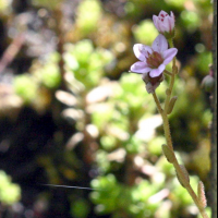 sedum_villosum2bd