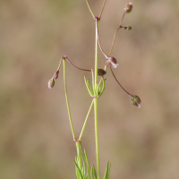 spergula_arvensis7bd