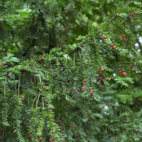 taxus_baccata4md (Taxus baccata)