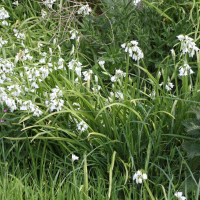 Allium triquetrum (Ail triquètre)