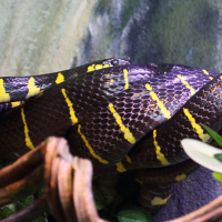 Boiga dendrophila (Serpent des palétuviers)