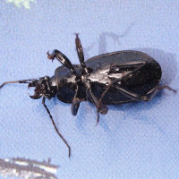 carabus_problematicus2md (Carabus problematicus)