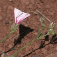 convolvulus_cantabricus2md (Convolvulus cantabrica)