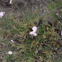 Convolvulus oleifolius (Liseron à feuilles d'olivier)