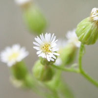 conyza_canadensis6md (Erigeron canadensis)