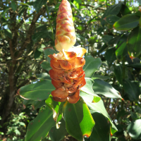 costus_woodsonii2md (Costus woodsonii)