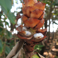 costus_woodsonii4md (Costus woodsonii)