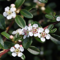 cotoneaster_dammeri3md (Cotoneaster dammeri)