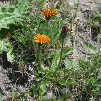 crepis_aurea1bmd (Crepis aurea)