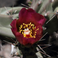 cylindropuntia_imbricata3md (Cylindropuntia imbricata)