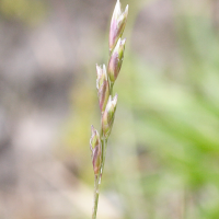 danthonia_decumbens2md (Danthonia decumbens)