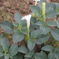 datura_metel2md