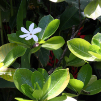 Gardenia tahitensis (Tiaré)