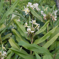 Hedychium flavescens (Hedychium, Longose)