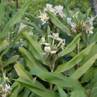 hedychium_flavescens1md