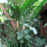 heliconia_wagneriana3md