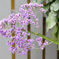 limonium_macrophyllum3md