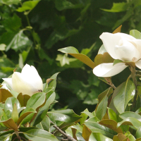 magnolia_grandiflora5md