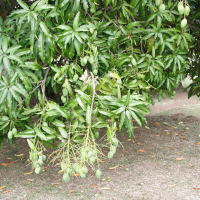 mangifera_indica3md