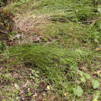 Micropyrum tenellum (Petit Nard de Haller, Petit Nard délicat)