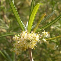 olearia_virgata4md