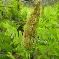 Osmunda_regalis