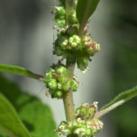 parietaria_officinalis3md