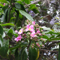 Pereskia grandifolia (Péreskia)