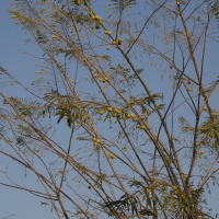 Phyllanthus emblica (Amla)