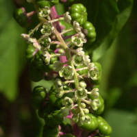 phytolacca_americana3md