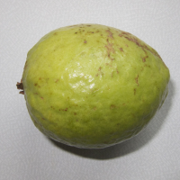 psidium_guajava8md