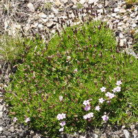 Silene acaulis ssp. longiscapa (Silène acaule à longs pédicelles)