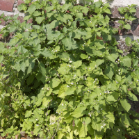 solanum_nigrum1bmd (Solanum nigrum)