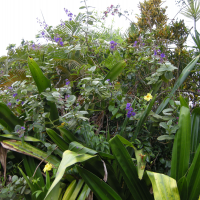 Tibouchina grandifolia (Tibouchine à grandes feuilles)