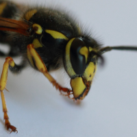 vespula_germanica6md (Vespula germanica)