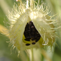 asclepias_fruticosus4bd