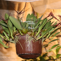Bulbophyllum wendlandianum (Bulbophyllum)