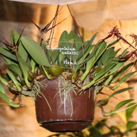 bulbophyllum_wendlandianum1md (Bulbophyllum wendlandianum)