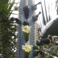 cereus_aethiops6md (Cereus aethiops)