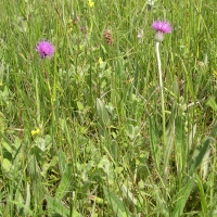 cirsium_anglicum1md (Cirsium dissectum)